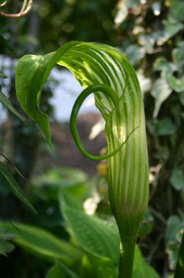 Arisaema_dilatatum_Blute.JPG