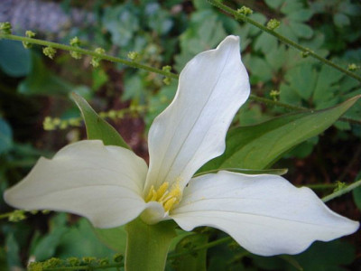 Trillium_catesbaei.JPG