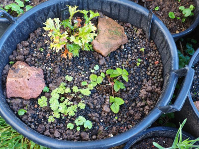 Corydalis treibt aus P2250044.JPG