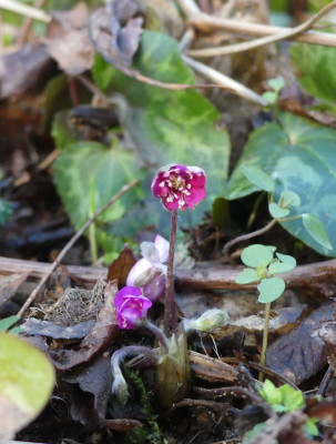 2023-02-26 Hepatica x japonica.jpg