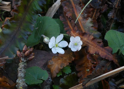 2023-02-26 Hepatica nobilis.jpg