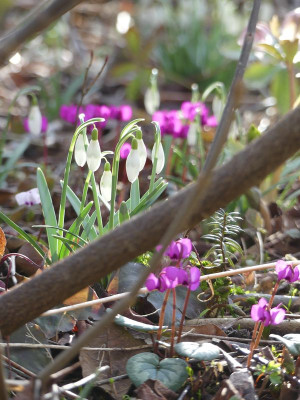 2023-02-26 Gartenimpressionen 1.jpg