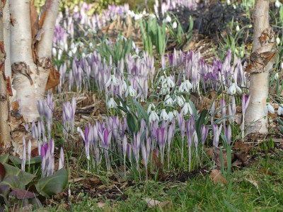 2023-02-26 Gartenimpressionen 4.jpg