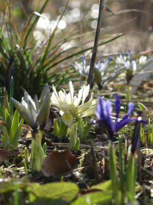 2023-02-26 Gartenimpressionen 5.jpg