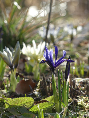 2023-02-26 Gartenimpressionen 6.jpg