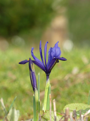 2023-02-26 Iris reticulata 'Harmony' 5.jpg