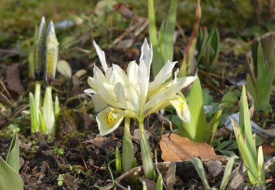 2023-02-26 Iris 'Katherine's Gold' 4.jpg