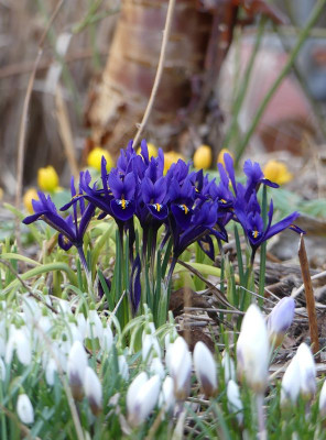 2023-02-26 Iris 2.jpg