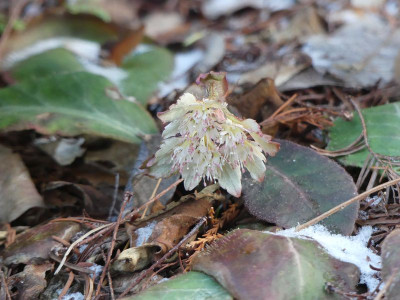 2023-02-26 Chrysosplenium macrophyllum.jpg