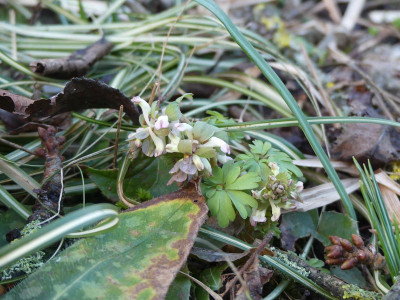 2023-02-26 Corydalis solida.jpg
