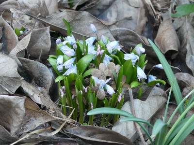 2023-02-26 Scilla miczenkoana.jpg