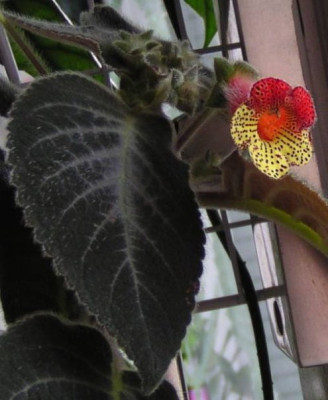 Kohleria 'Grey Feather'.jpg
