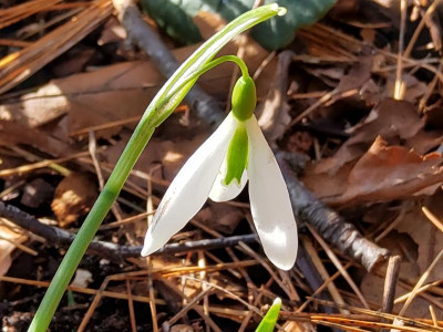 Galanthus Sämling Wasp.jpg
