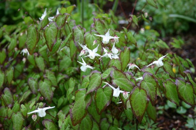 Epimedium_grandiflorum_Nanum_5.jpg
