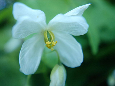 Epimedium_diphyllum_3.JPG