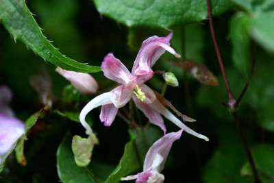 Epimedium_leptorrhizum_1.jpg
