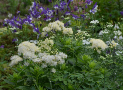 Thalictrum_aquilegifolium-Mali me Gropa.21-3.jpg