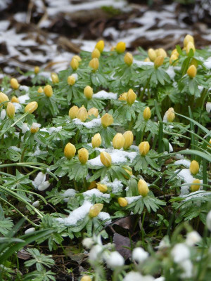 2023-02-26 Eranthis 'Schwefelglanz' 1.jpg