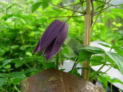 Clematis alpina subsp. fauriei 'Campanulina Plena' DSCN7717.JPG