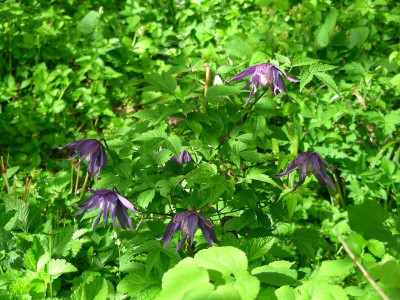 Clematis alpina var. fauriei Campanulina Plena DSCN7821.JPG