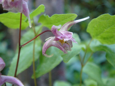 Epimedium_grandiflorum_Rubinkrone.JPG