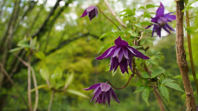 Clematis alpina var. fauriei 'Campanulina Plena' P5010368.JPG