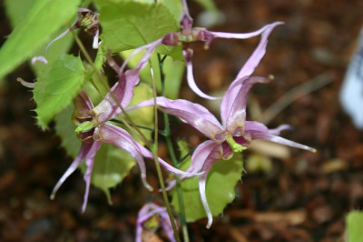 Epimedium_fargesii_2.jpg