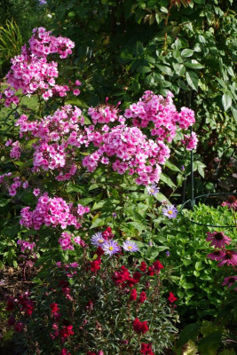 Phlox-Sommerfreude.16-1.jpg