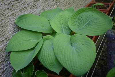 Hosta_City_Lights.jpg