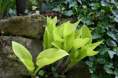 Hosta_Early_Times_1.jpg