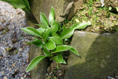 Hosta_Dixi_Chick.jpg