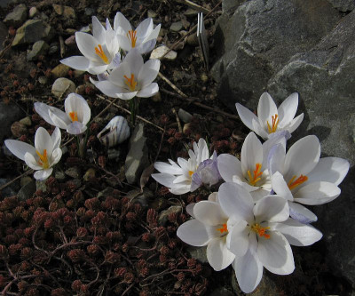 IMG_8683_Crocus_biflorus_ssp_weldenii_27Febr2023_.JPG