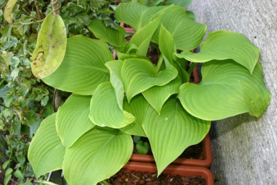 Hosta_Lakeside_Cha_Cha.jpg