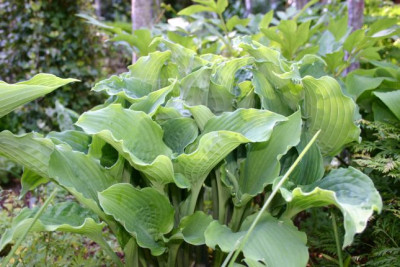 Hosta_Reptillian.jpg