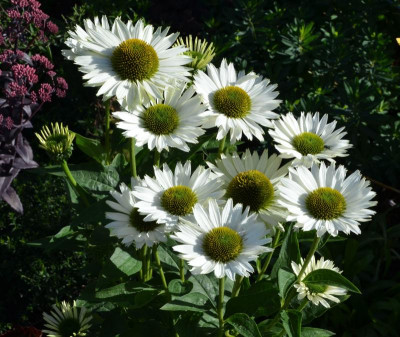 Echinacea-Virgin-19-3.jpg