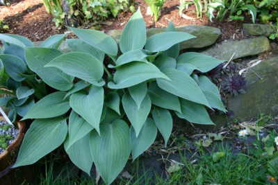 Hosta_Blaumeise.jpg