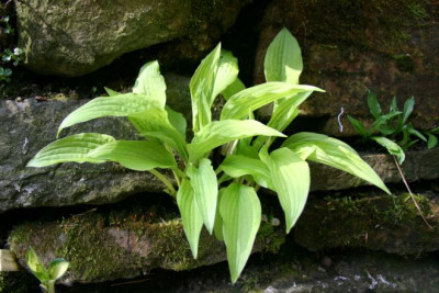 Hosta_Cassandra_3.jpg