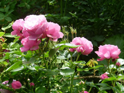 P1090019.JPG