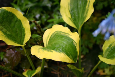 Hosta_Grand_Prize_1.jpg