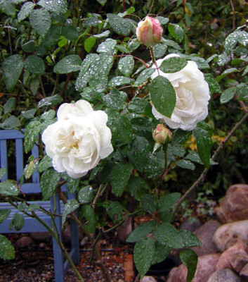wincatherbst.JPG