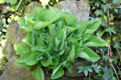 Hosta_Pearl_Lake.jpg
