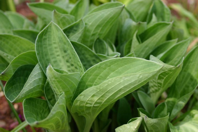 Hosta_Abiqua_Trumpet_1.jpg