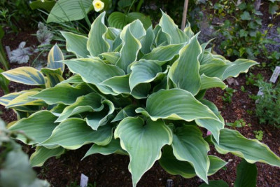 Hosta_Gay_Blade.jpg