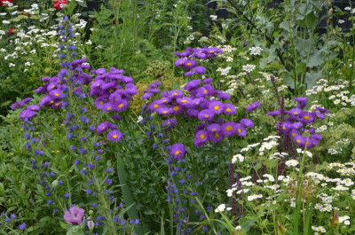 Erigeron-Dominator.21-1.jpg