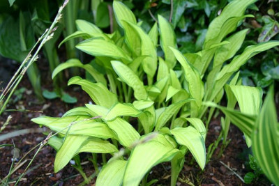 Hosta_Rheingold.jpg