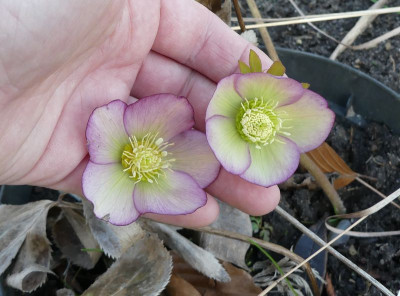 2023-03-01 Helleborus x hybridus 2.jpg
