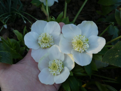2023-03-01 Helleborus x hybridus 3.jpg