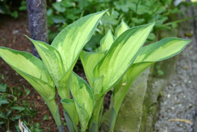 Hosta_Aoki_Variegated.jpg