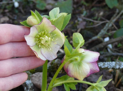 2023-03-01 Helleborus x hybridus 5.jpg