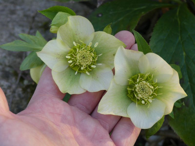 2023-03-01 Helleborus x hybridus 6.jpg